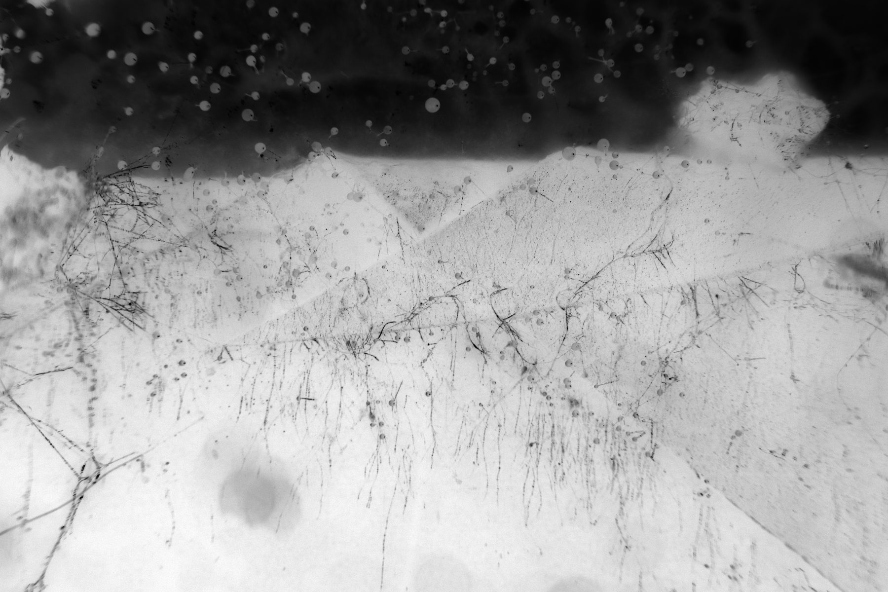 As If - Microscope Image 2